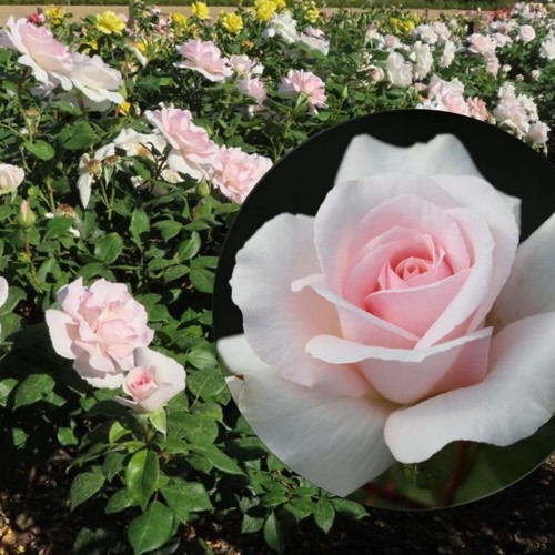 Rosa 'A Whiter Shade of Pale' - Roos 'A Whiter Shade of Pale'